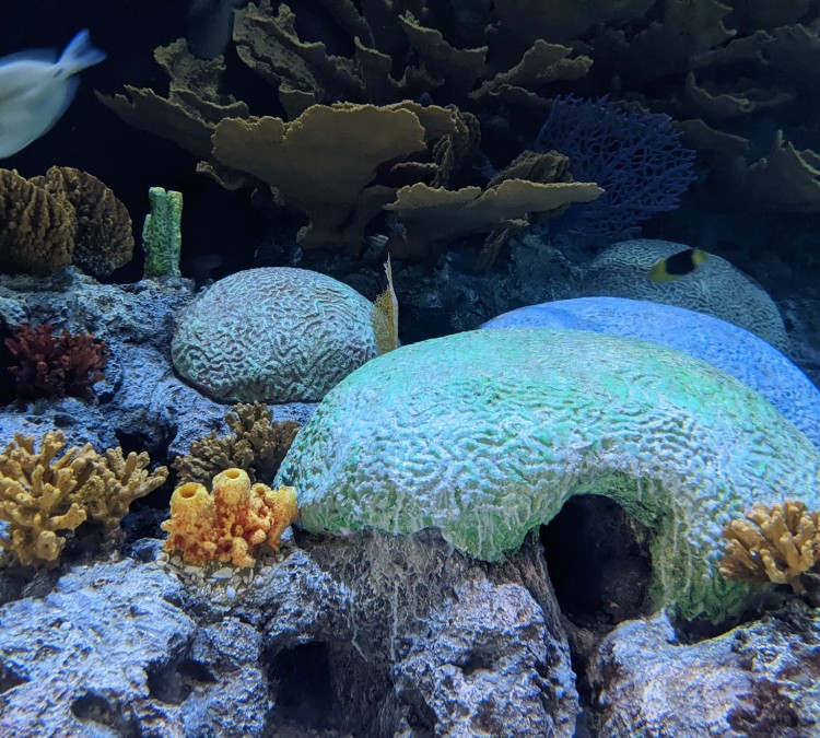 Living Shores Aquarium (Glen,&nbspNH)